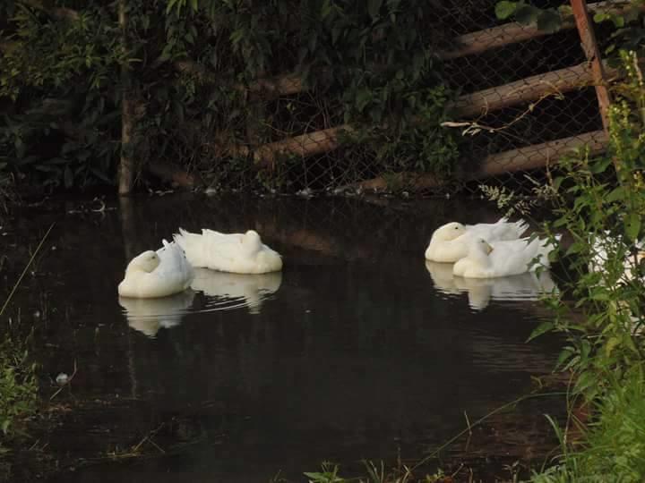 Floare De Maramures 2 Sighetu Marmaţiei Exteriör bild